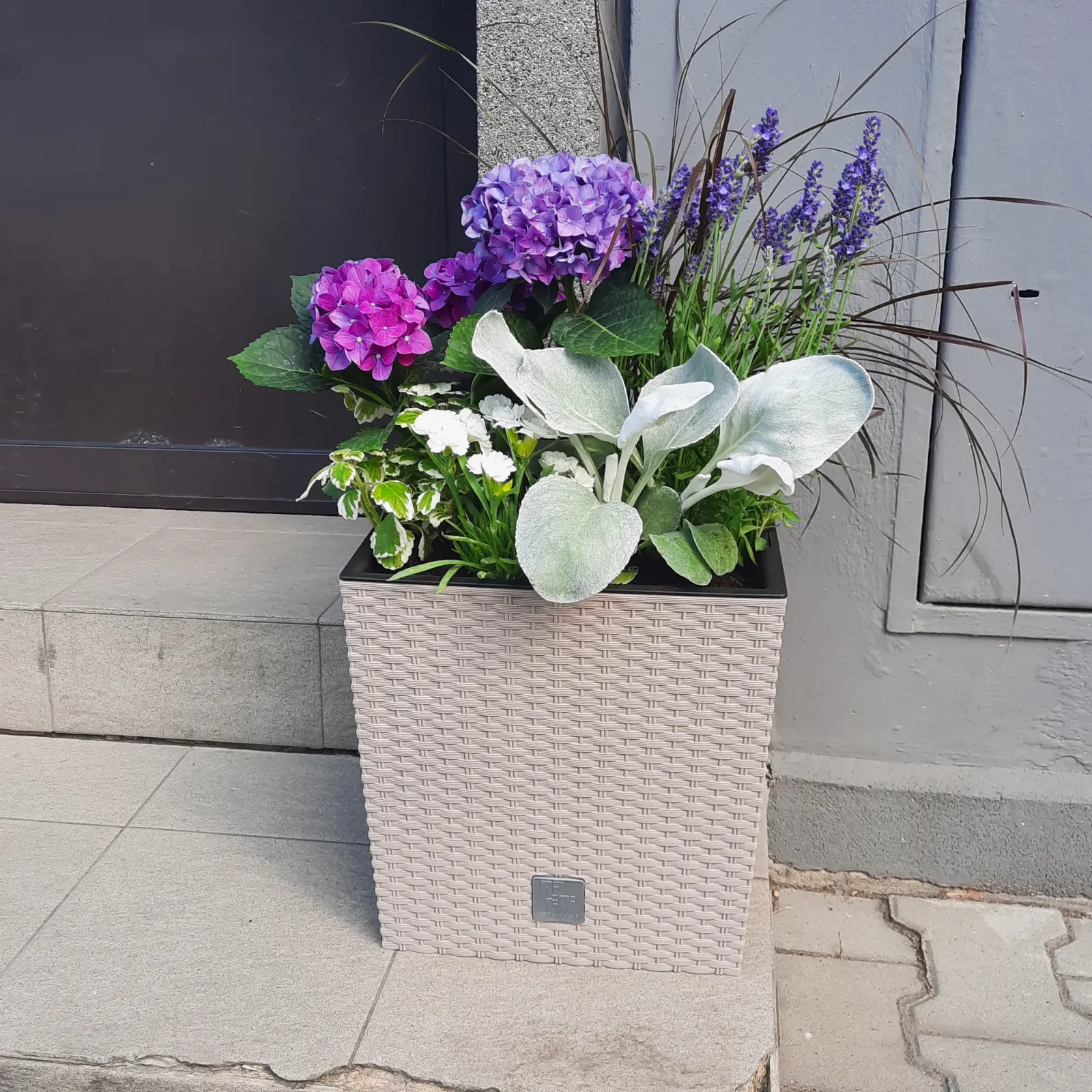 Donica z hortensją i funkią - Wiosenna Pracownia Florystyczna, Kraków