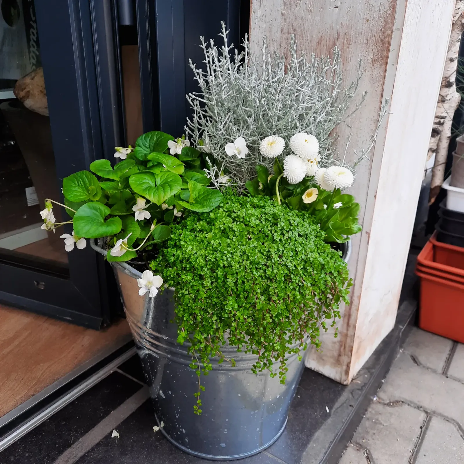 Donica z białymi kwiatami przy wejściu - Wiosenna Pracownia Florystyczna, Kraków