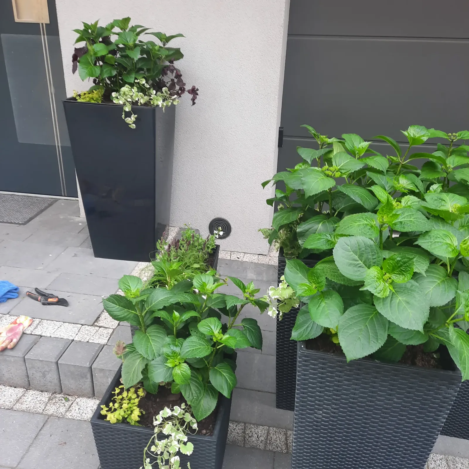 Donice z hortensjami przy wejściu - Wiosenna Pracownia Florystyczna, Kraków