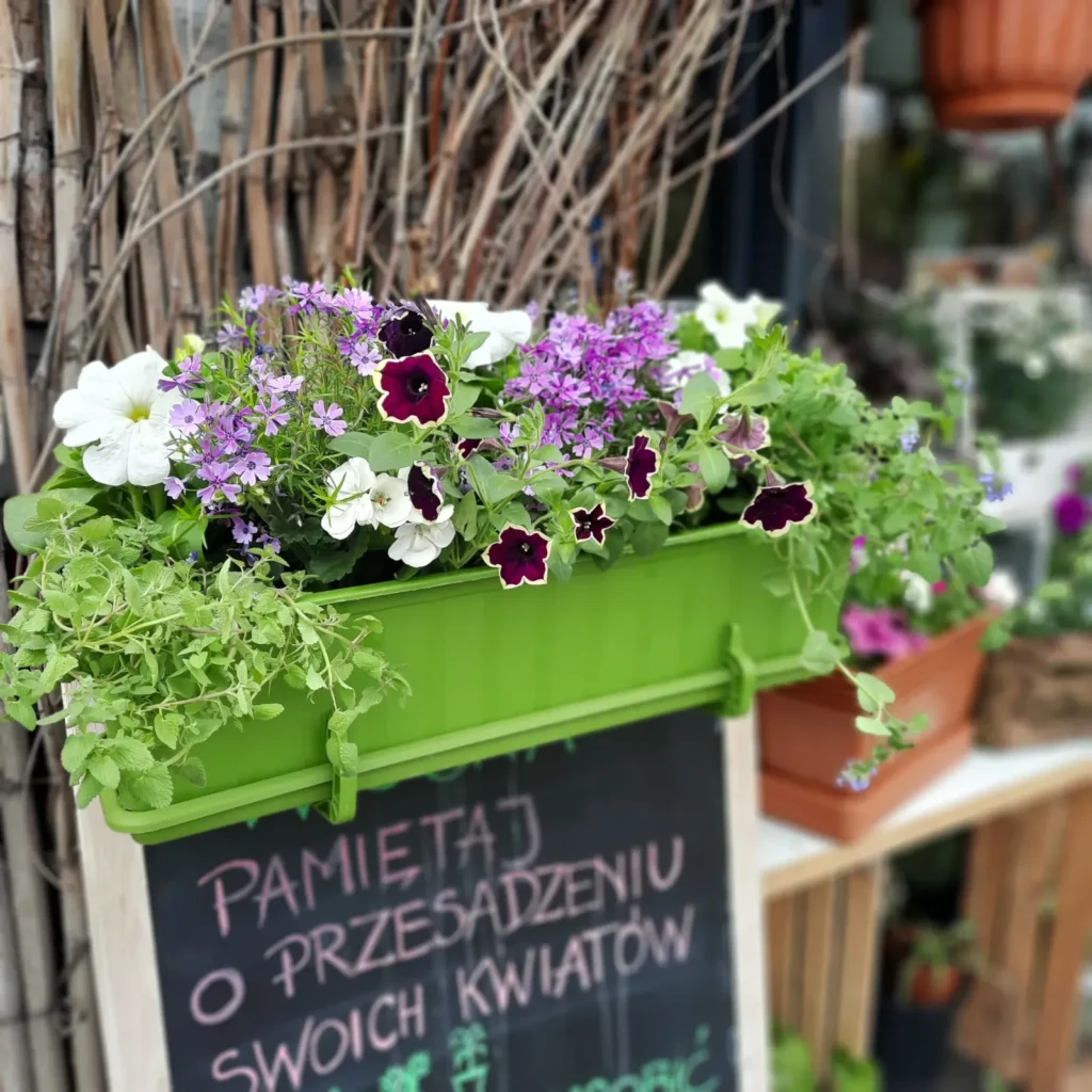 Skrzynka balkonowa z petuniami - Wiosenna Pracownia Florystyczna, Kraków