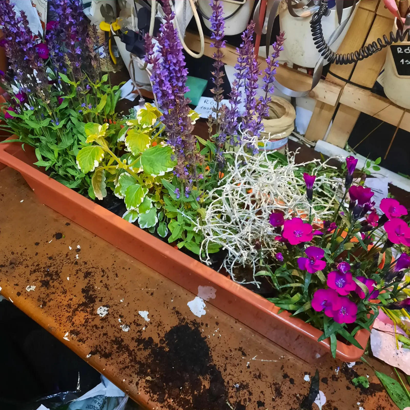 Skrzynka balkonowa z szałwią i goździkami - Wiosenna Pracownia Florystyczna, Kraków